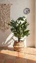 Planta Aralia en macetero de fibra natural