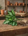 Planta Dieffenbachia en taller de floristería