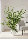 Planta Finger Croton en zalema linares y jaen