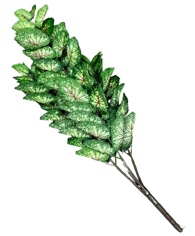 Planta caladium 3 ramas 70 cm