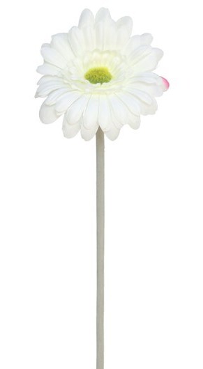 VARA GERBERA MICRO 12CM / 52CM (BLANCO)