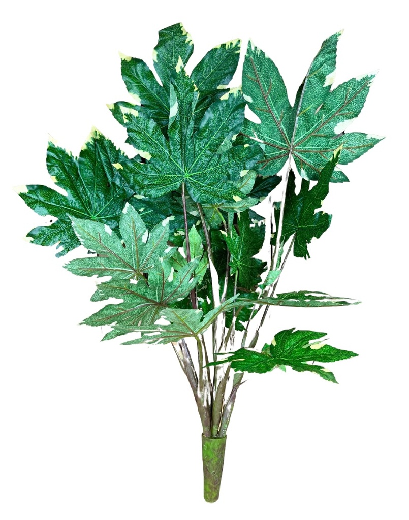 Planta aralia
