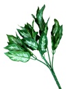 Planta Dieffenbachia Artificial