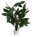 Planta Aralia Artificial en Maceta de Cerámica Blanca - 65 cm
